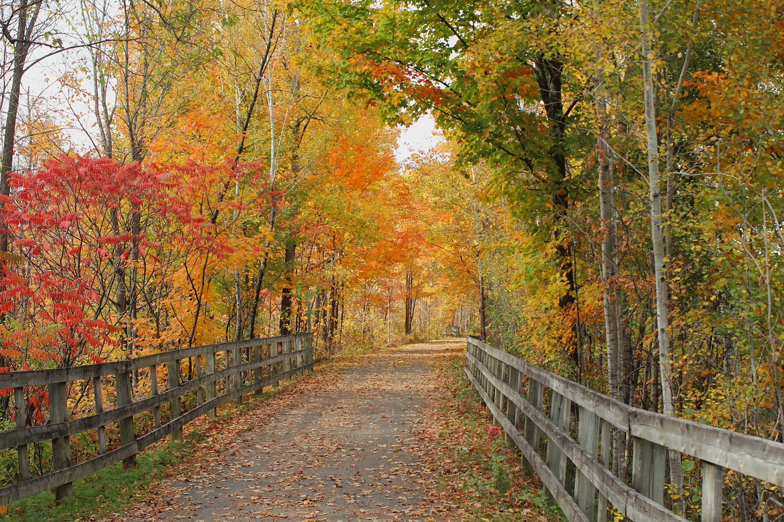 Discover a vibrant autumn trail in Québec, showcasing stunning fall foliage.